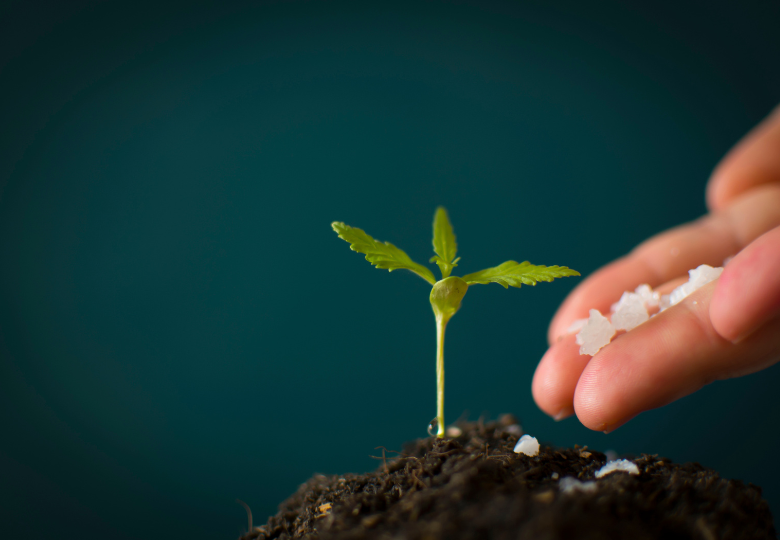 Spôsoby nápravy pomalého rastu konope: Ako urýchliť rast rastliny?